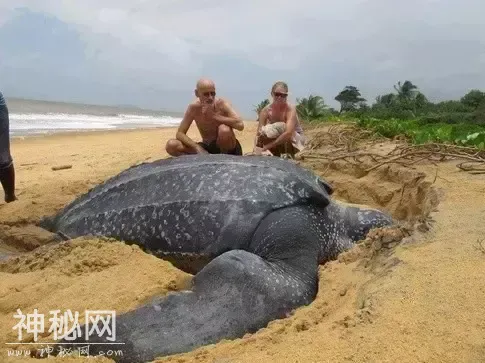 这60种动物，你可能一个都没见过-49.jpg