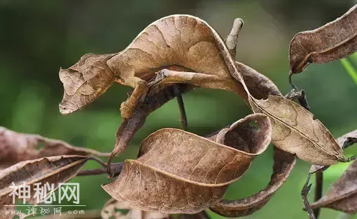 这60种动物，你可能一个都没见过-51.jpg