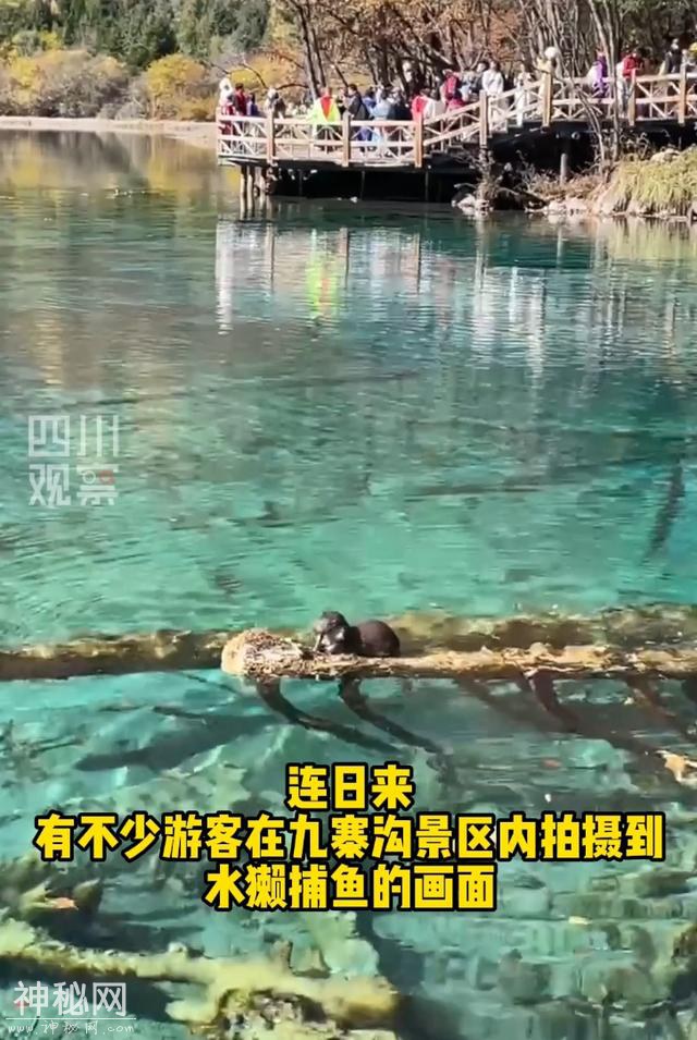 外来生物把九寨沟的鱼吃光了？官方回应→-5.jpg
