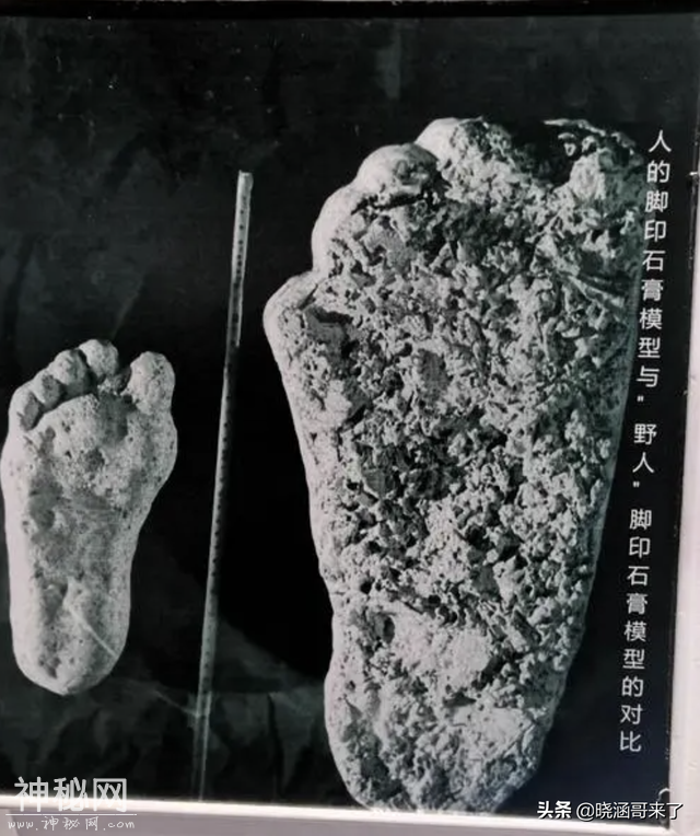 神农架野人之谜，民间千人目击，官方出动调查队大规模搜索-23.jpg