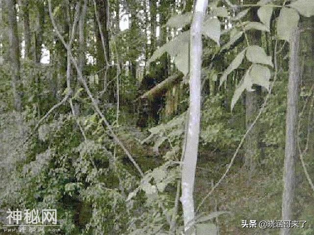 神农架野人之谜，民间千人目击，官方出动调查队大规模搜索-25.jpg