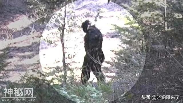 神农架野人之谜，民间千人目击，官方出动调查队大规模搜索-31.jpg