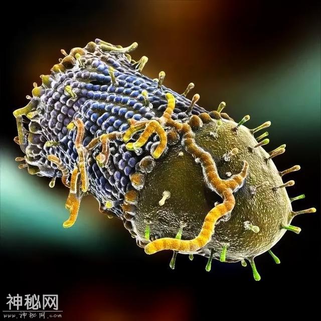 病毒才是地球的主人，列举世界五种超强病毒，或可改变人类命运-20.jpg