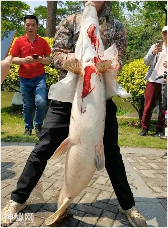 河南汝州惊现“水怪”，攻击性极强吓坏市民，究竟是何生物？-4.jpg