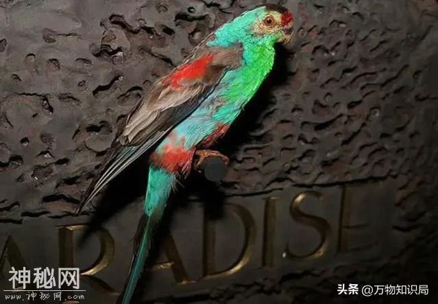 12种灭绝动物留下的罕见影像，死于人类的贪欲，每一个都令人惋惜-16.jpg