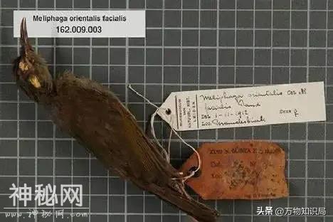12种灭绝动物留下的罕见影像，死于人类的贪欲，每一个都令人惋惜-20.jpg