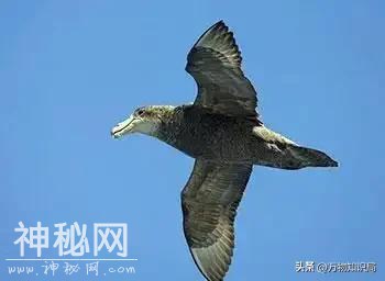 12种灭绝动物留下的罕见影像，死于人类的贪欲，每一个都令人惋惜-27.jpg