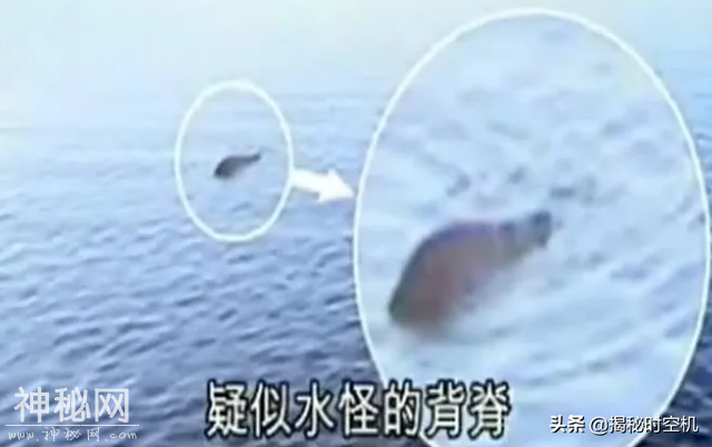 四川湖泊一个月“水怪”5次现身，背似鳄鱼身如蟒蛇，这回有真相-8.jpg