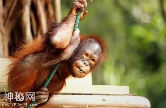是未知生物吗？新疆发现“红柳娃”，身高不足1尺，和人长得一样-7.jpg