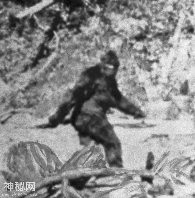 神农架野人频频出没？近千人声称见到野人，中国三次考察揭开真相-10.jpg