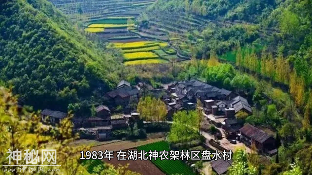 湖北神农架野人事件惊悚遭遇与持续探索-1.jpg