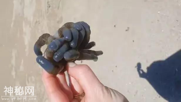 海滩惊现神秘蓝物：外星来客还是未知生物？-2.jpg
