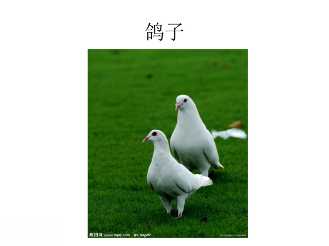 4种类繁多的动物-L-4.jpg