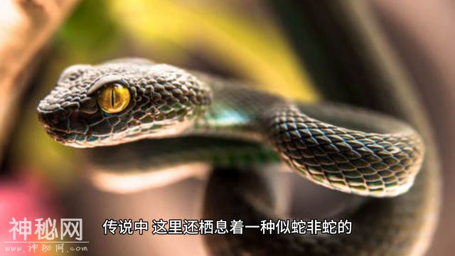 马里亚纳海沟未知生物：恐怖深渊的无尽奥秘-3.jpg