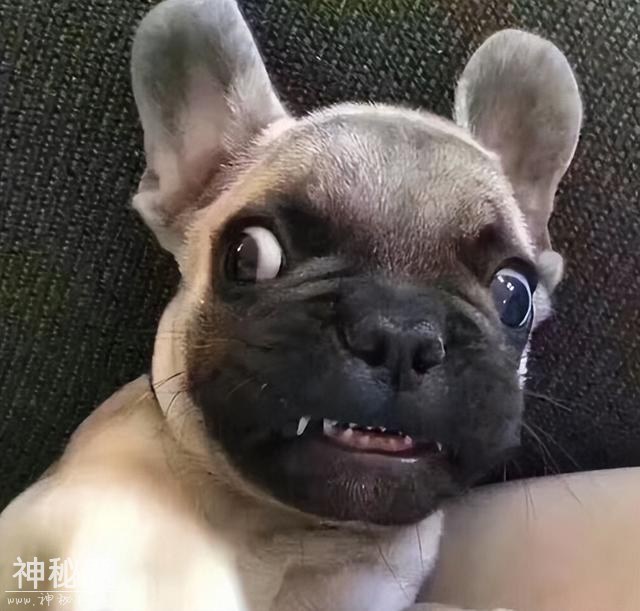 27张搞笑图片，带你笑翻天！自行车都撞不过，汽车厂家估计要哭了-16.jpg