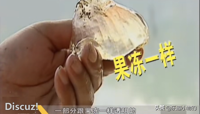 2008年，福建老板捞到未知生物，居民咬定是的怪物，专家也被吓到-8.jpg