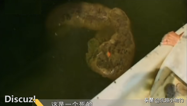 2008年，福建老板捞到未知生物，居民咬定是的怪物，专家也被吓到-7.jpg