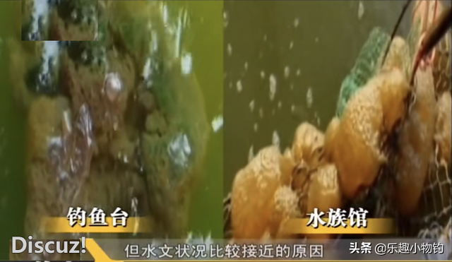 2008年，福建老板捞到未知生物，居民咬定是的怪物，专家也被吓到-15.jpg