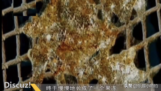 2008年，福建老板捞到未知生物，居民咬定是的怪物，专家也被吓到-18.jpg