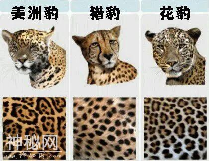 那些傻傻分不清的动物，分得清吗？-9.jpg