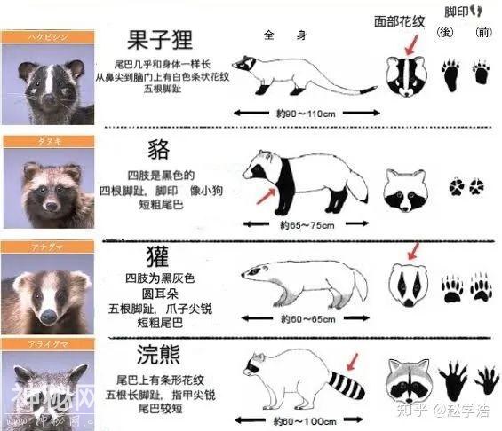 那些傻傻分不清的动物，分得清吗？-16.jpg