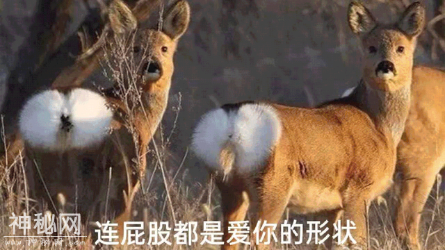那些傻傻分不清的动物，分得清吗？-23.jpg