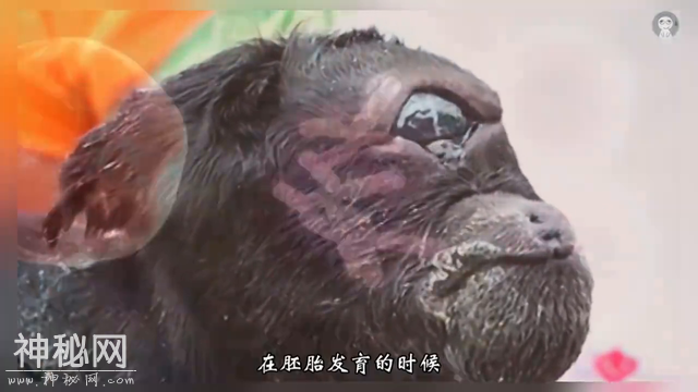 这些奇怪的变异生物你见过吗？-3.jpg