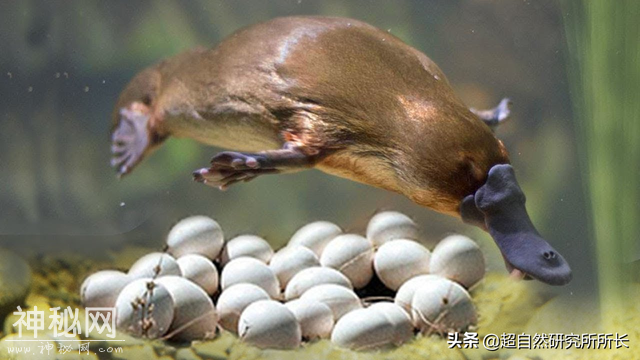 地球上真的有不会死的生物吗？它们是地球真正的原住民-4.jpg