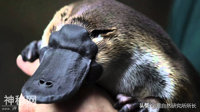 地球上真的有不会死的生物吗？它们是地球真正的原住民-3.jpg