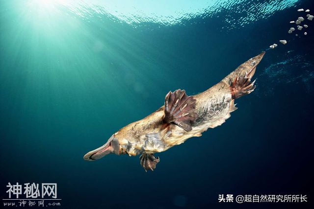 地球上真的有不会死的生物吗？它们是地球真正的原住民-6.jpg