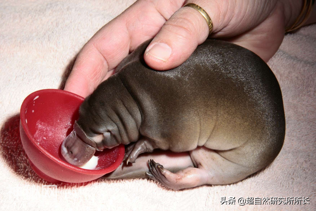 地球上真的有不会死的生物吗？它们是地球真正的原住民-5.jpg