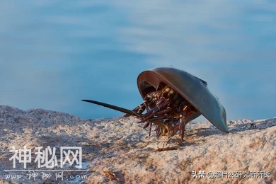 地球上真的有不会死的生物吗？它们是地球真正的原住民-8.jpg