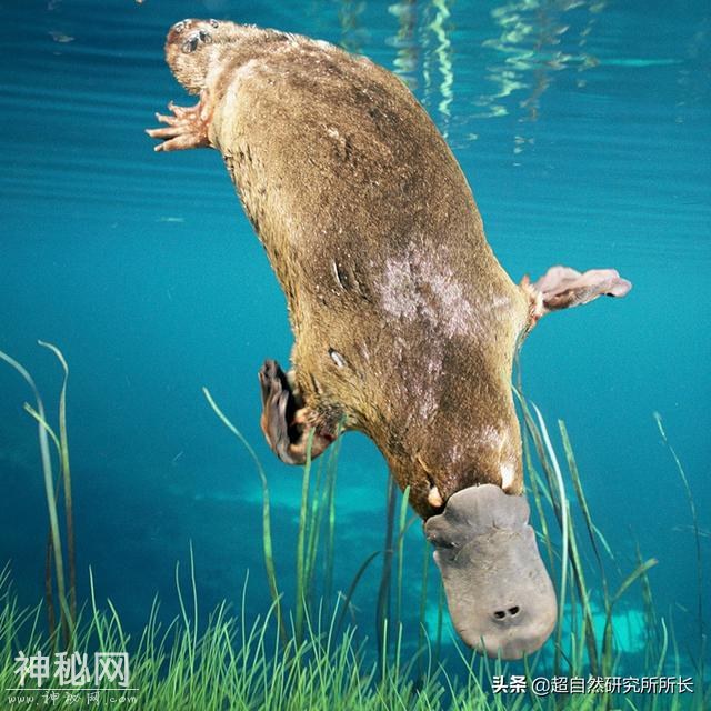 地球上真的有不会死的生物吗？它们是地球真正的原住民-7.jpg