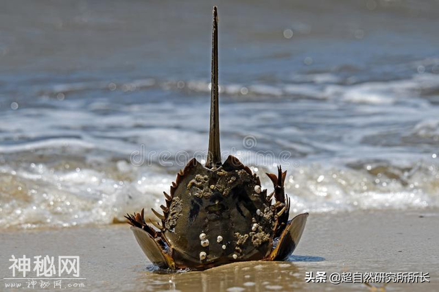 地球上真的有不会死的生物吗？它们是地球真正的原住民-10.jpg