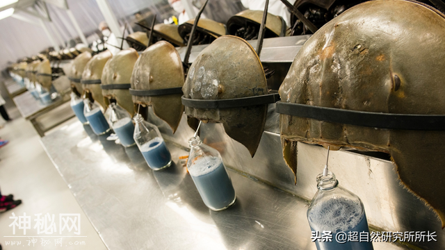 地球上真的有不会死的生物吗？它们是地球真正的原住民-9.jpg
