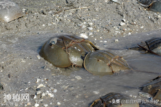地球上真的有不会死的生物吗？它们是地球真正的原住民-11.jpg