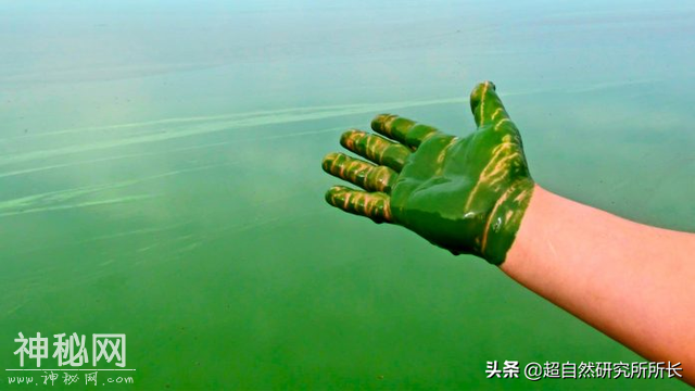 地球上真的有不会死的生物吗？它们是地球真正的原住民-12.jpg