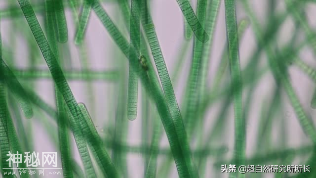 地球上真的有不会死的生物吗？它们是地球真正的原住民-13.jpg