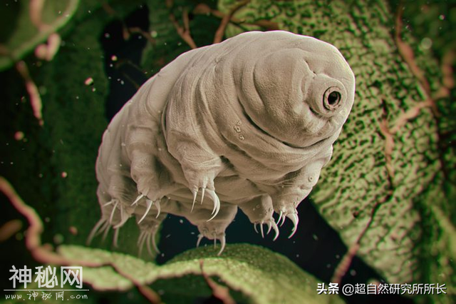 地球上真的有不会死的生物吗？它们是地球真正的原住民-15.jpg