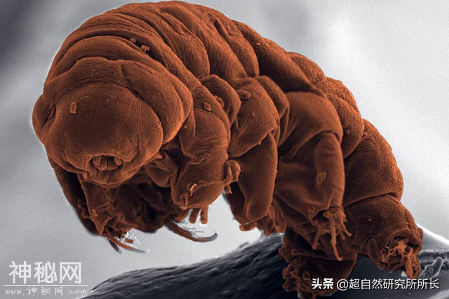 地球上真的有不会死的生物吗？它们是地球真正的原住民-17.jpg