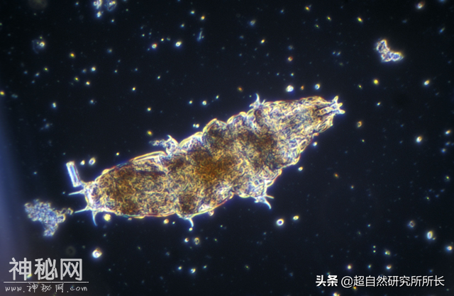 地球上真的有不会死的生物吗？它们是地球真正的原住民-20.jpg