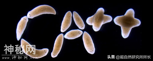 地球上真的有不会死的生物吗？它们是地球真正的原住民-23.jpg