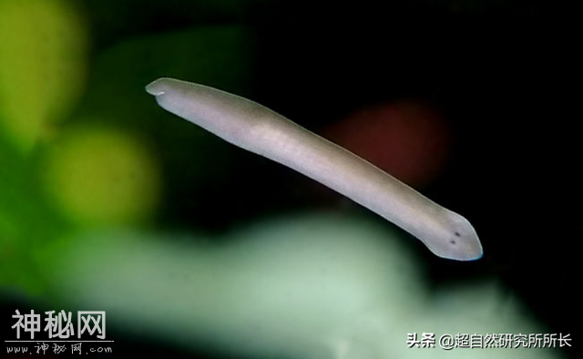 地球上真的有不会死的生物吗？它们是地球真正的原住民-22.jpg