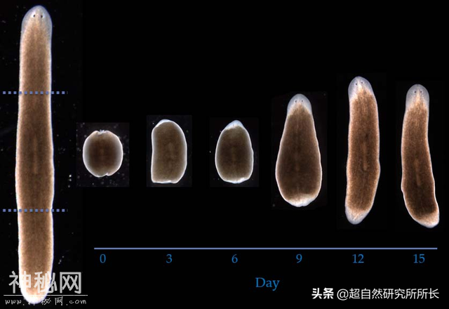 地球上真的有不会死的生物吗？它们是地球真正的原住民-26.jpg