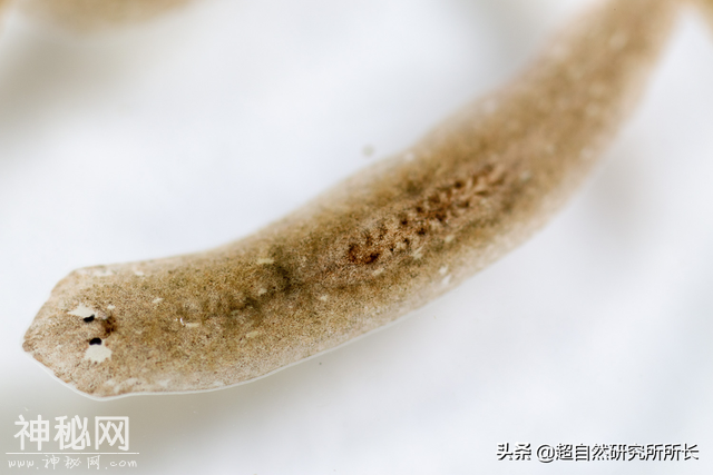 地球上真的有不会死的生物吗？它们是地球真正的原住民-25.jpg