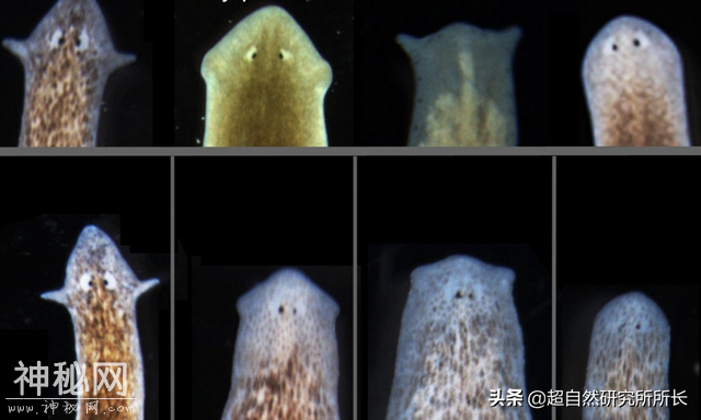 地球上真的有不会死的生物吗？它们是地球真正的原住民-27.jpg