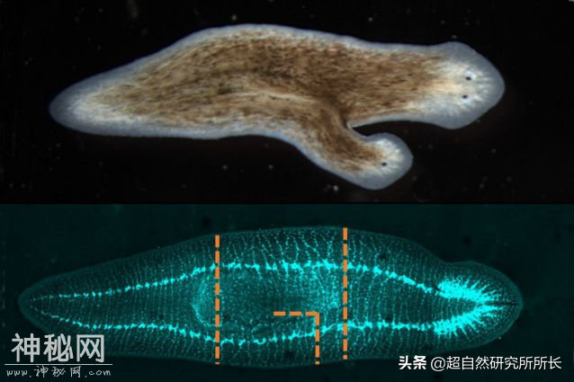 地球上真的有不会死的生物吗？它们是地球真正的原住民-28.jpg