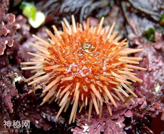世界上寿命最长的十大动物，真的有生物能“长生不老”吗？-2.jpg
