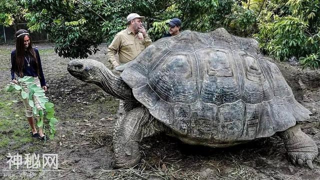 世界上寿命最长的十大动物，真的有生物能“长生不老”吗？-5.jpg