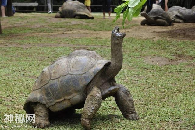 世界上寿命最长的十大动物，真的有生物能“长生不老”吗？-4.jpg